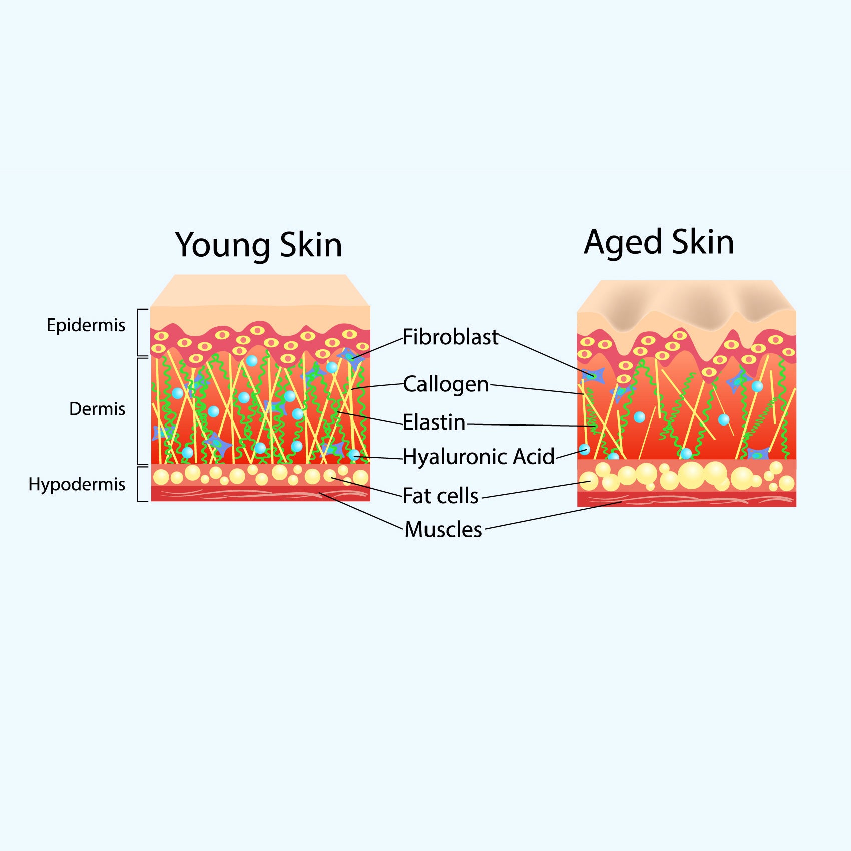 Top 5 Natural Ingredients to Benefit Aging Skin