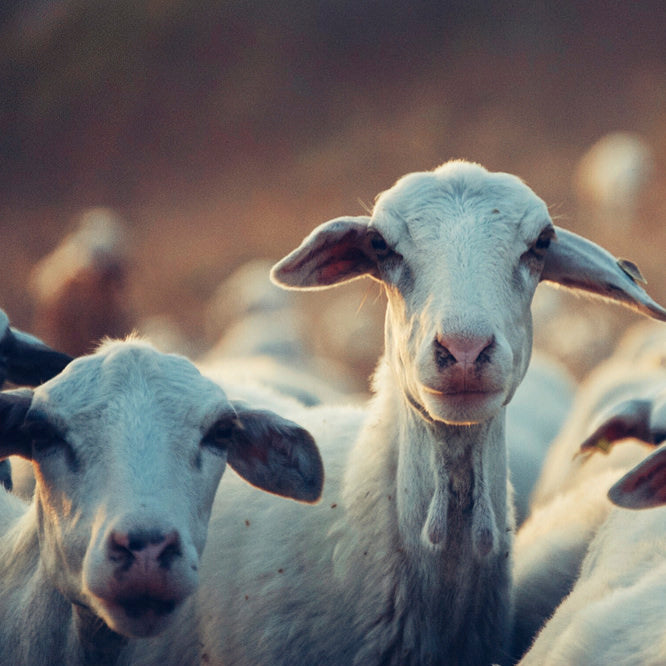 Top 5 Reason Why Goats Milk is Good For Your Skin: