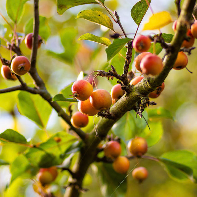 What are the benefits of Kokum Butter?