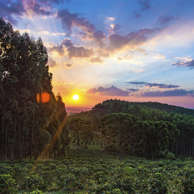 How is Coffee good for your skin?