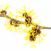 Benefits Of Witch Hazel